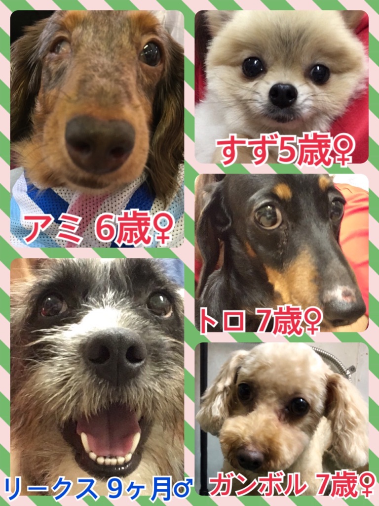 【🐾本日の里親様募集中ワンコメンバー🐶】2018,6,22